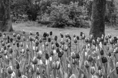 Alman Muensterland 'inde bahar geldi.