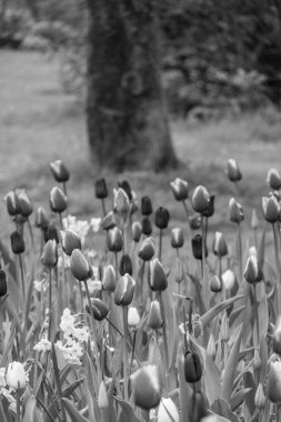 Alman Muensterland 'inde bahar geldi.