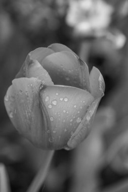 Alman Muensterland 'inde bahar geldi.