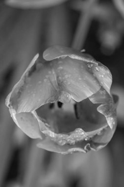 Alman Muensterland 'inde bahar geldi.