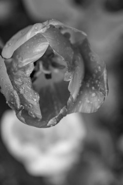 Alman Muensterland 'inde bahar geldi.