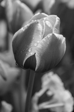 Alman Muensterland 'inde bahar geldi.
