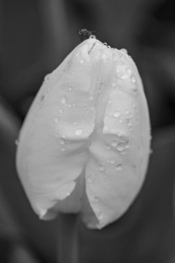 Alman Muensterland 'inde Vreden' de bahar geldi.