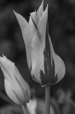 Alman Muensterland 'inde Vreden' de bahar geldi.