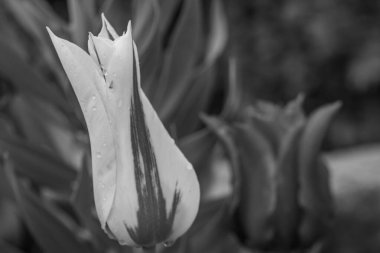 Alman Muensterland 'inde Vreden' de bahar geldi.