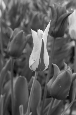 Alman Muensterland 'inde Vreden' de bahar geldi.