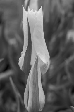 Alman Muensterland 'inde Vreden' de bahar geldi.