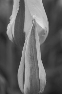 Alman Muensterland 'inde Vreden' de bahar geldi.