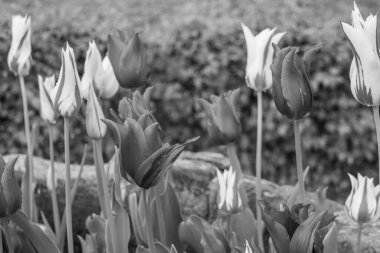 Alman Muensterland 'inde Vreden' de bahar geldi.