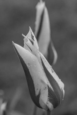 Alman Muensterland 'inde Vreden' de bahar geldi.