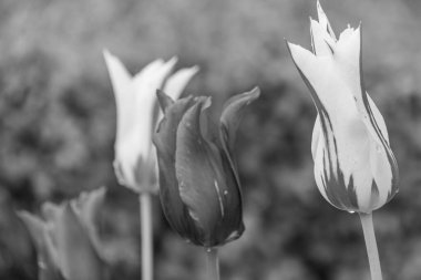 Alman Muensterland 'inde Vreden' de bahar geldi.