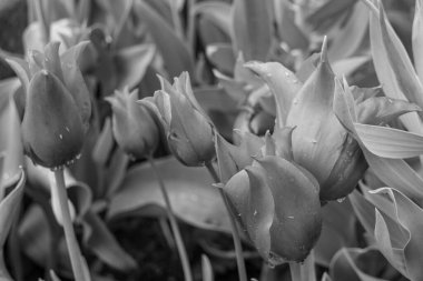 Alman Muensterland 'inde Vreden' de bahar geldi.