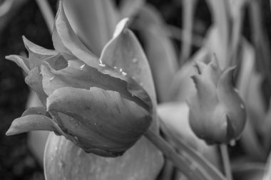 Alman Muensterland 'inde Vreden' de bahar geldi.