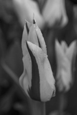 Alman Muensterland 'inde Vreden' de bahar geldi.