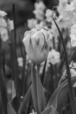 Alman Muensterland 'inde Vreden' de bahar geldi.