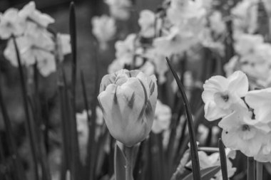 Alman Muensterland 'inde Vreden' de bahar geldi.