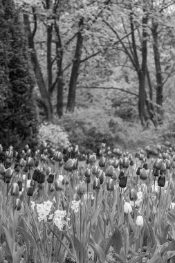 Alman Muensterland 'inde Vreden' de bahar geldi.