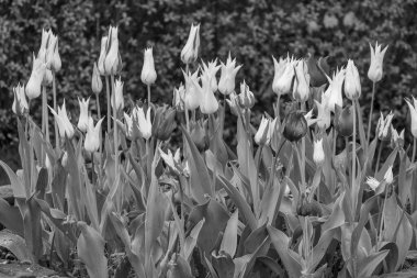 Alman Muensterland 'inde Vreden' de bahar geldi.