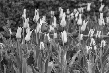 Alman Muensterland 'inde Vreden' de bahar geldi.