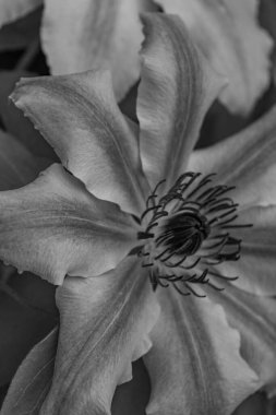 Alman Muensterland 'inde Vreden' de bahar geldi.