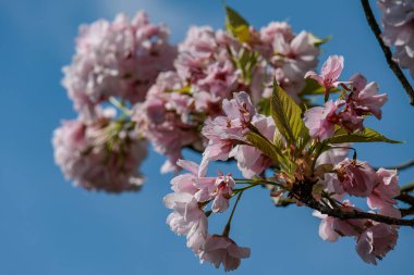 Alman Muensterland 'inde Vreden' de bahar geldi.