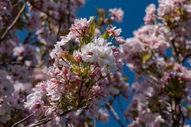 Alman Muensterland 'inde Vreden' de bahar geldi.