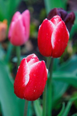 Westphalia 'daki Vreden şehrinde bahar geldi.