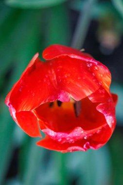 Westphalia 'daki Vreden şehrinde bahar geldi.