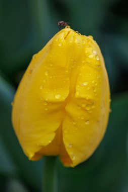 Westphalia 'daki Vreden şehrinde bahar geldi.