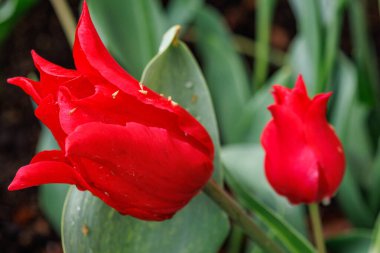 Westphalia 'daki Vreden şehrinde bahar geldi.