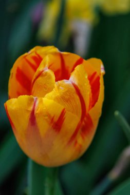 Westphalia 'daki Vreden şehrinde bahar geldi.