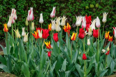 Westphalia 'daki Vreden şehrinde bahar geldi.