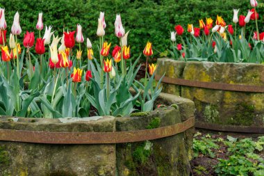 Westphalia 'daki Vreden şehrinde bahar geldi.