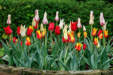 Westphalia 'daki Vreden şehrinde bahar geldi.