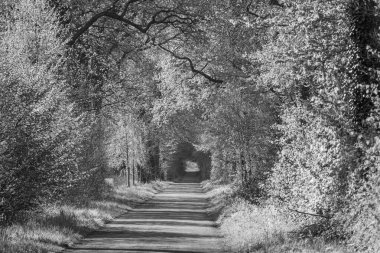 Alman Muensterland 'inde bahar geldi.
