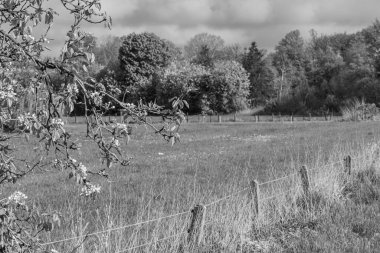 Alman Muensterland 'inde bahar geldi.