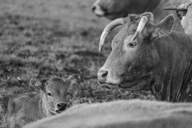 Alman Muensterland 'inde bahar geldi.