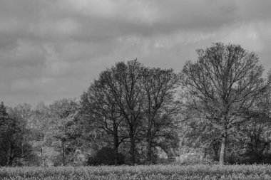 Alman muensterland 'inde koyunlar ve kuzular