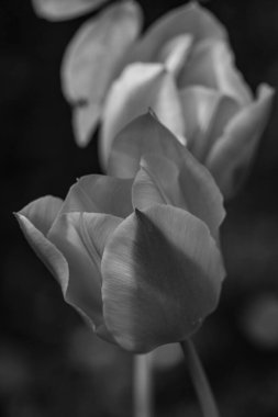 İlkbaharda koyunlar ve kuzular