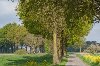 İlkbaharda koyunlar ve kuzular