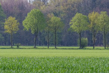 İlkbaharda koyunlar ve kuzular