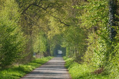 İlkbaharda koyunlar ve kuzular