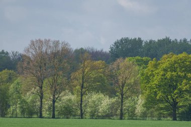 İlkbaharda koyunlar ve kuzular