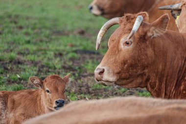 İlkbaharda koyunlar ve kuzular