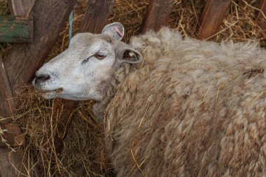 İlkbaharda koyunlar ve kuzular