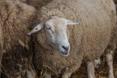 İlkbaharda koyunlar ve kuzular