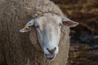 İlkbaharda koyunlar ve kuzular
