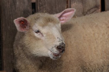 İlkbaharda koyunlar ve kuzular