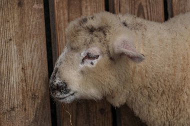 İlkbaharda koyunlar ve kuzular