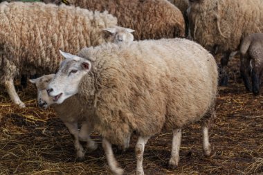 İlkbaharda koyunlar ve kuzular